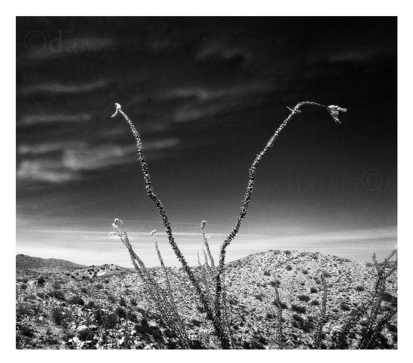 Ocotillo Plant