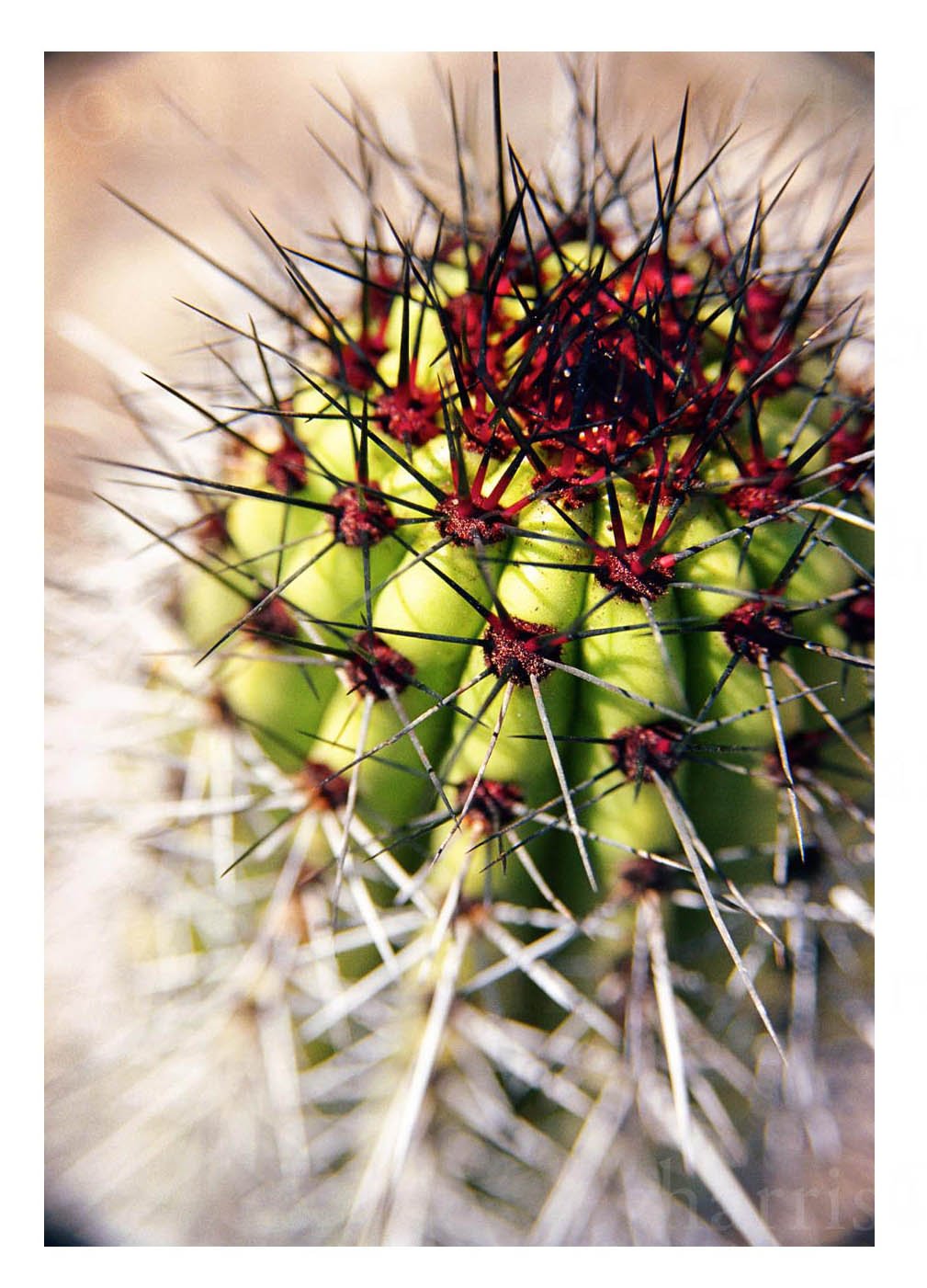 Barrel Cactus