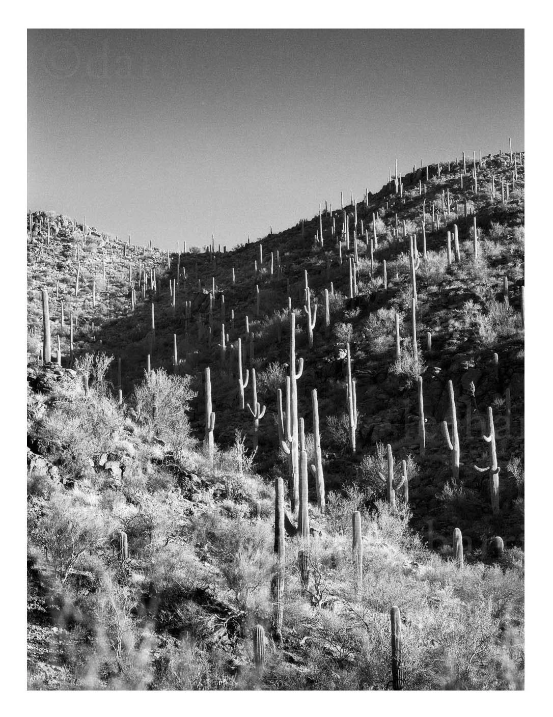 Saguaro Covered Mountains