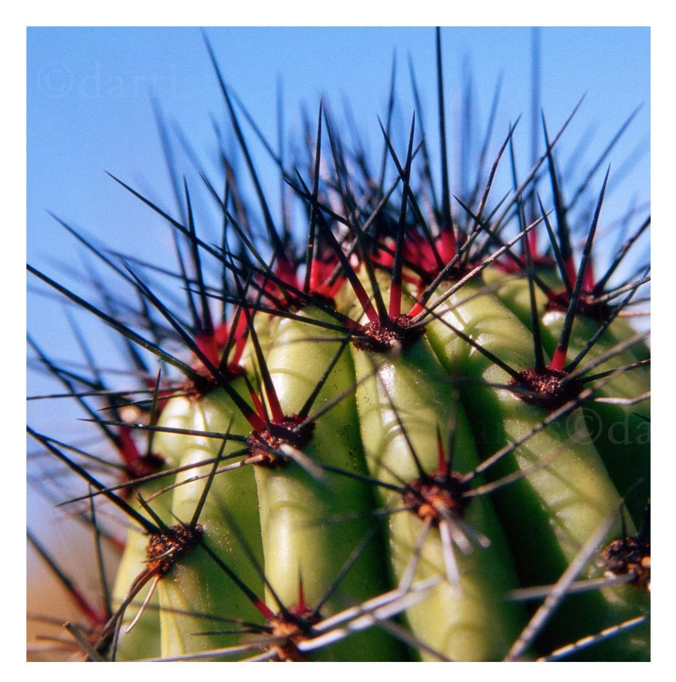 Barrel Cactus