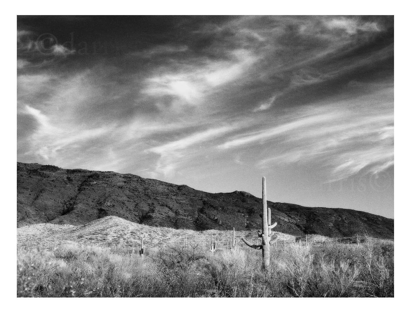 Mountains with Cactus