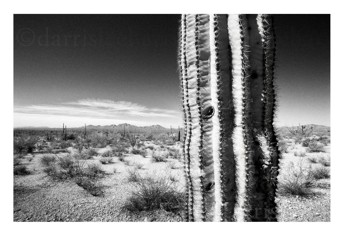 Saguaro Cactus