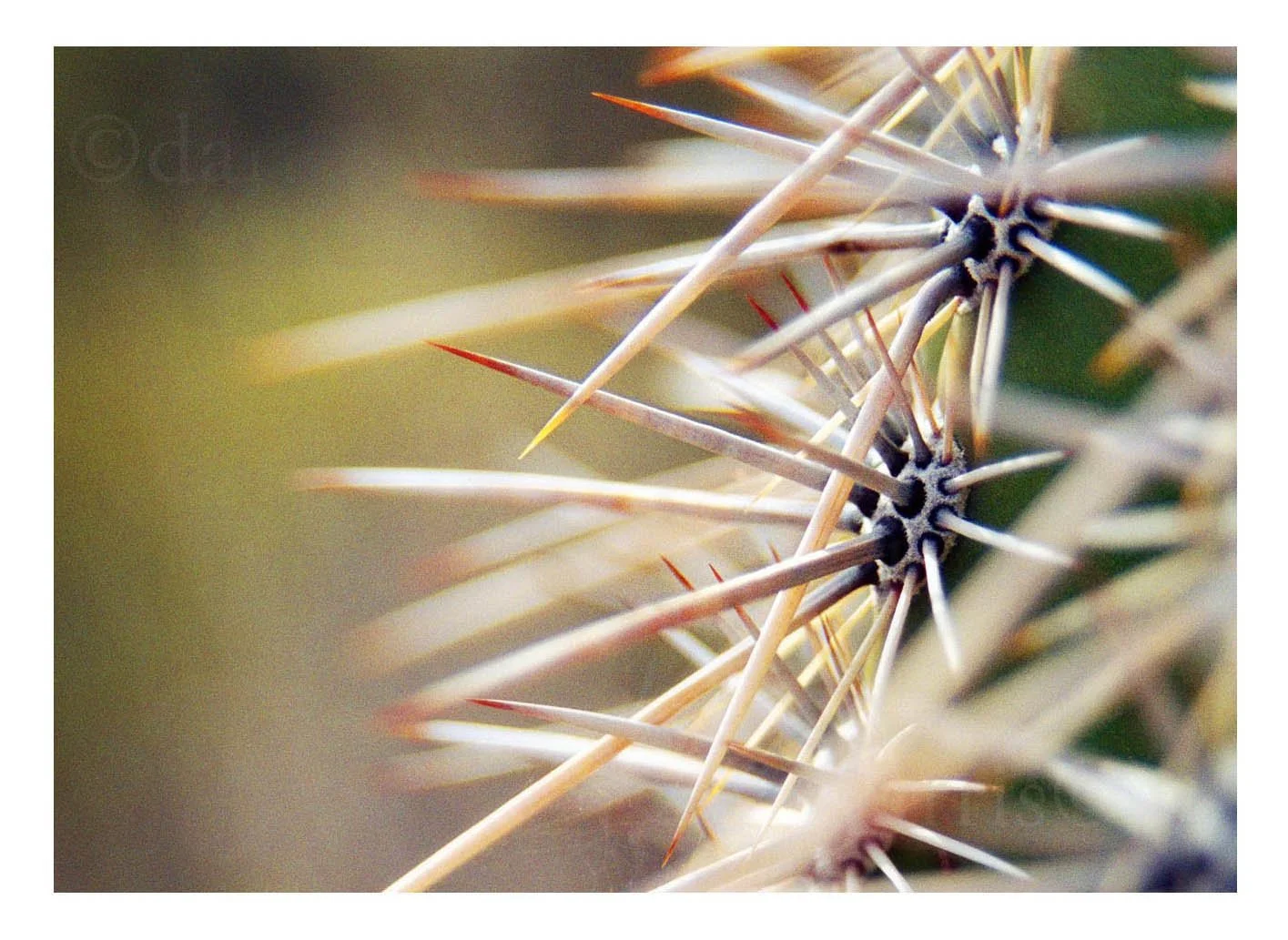 Barrel Cactus