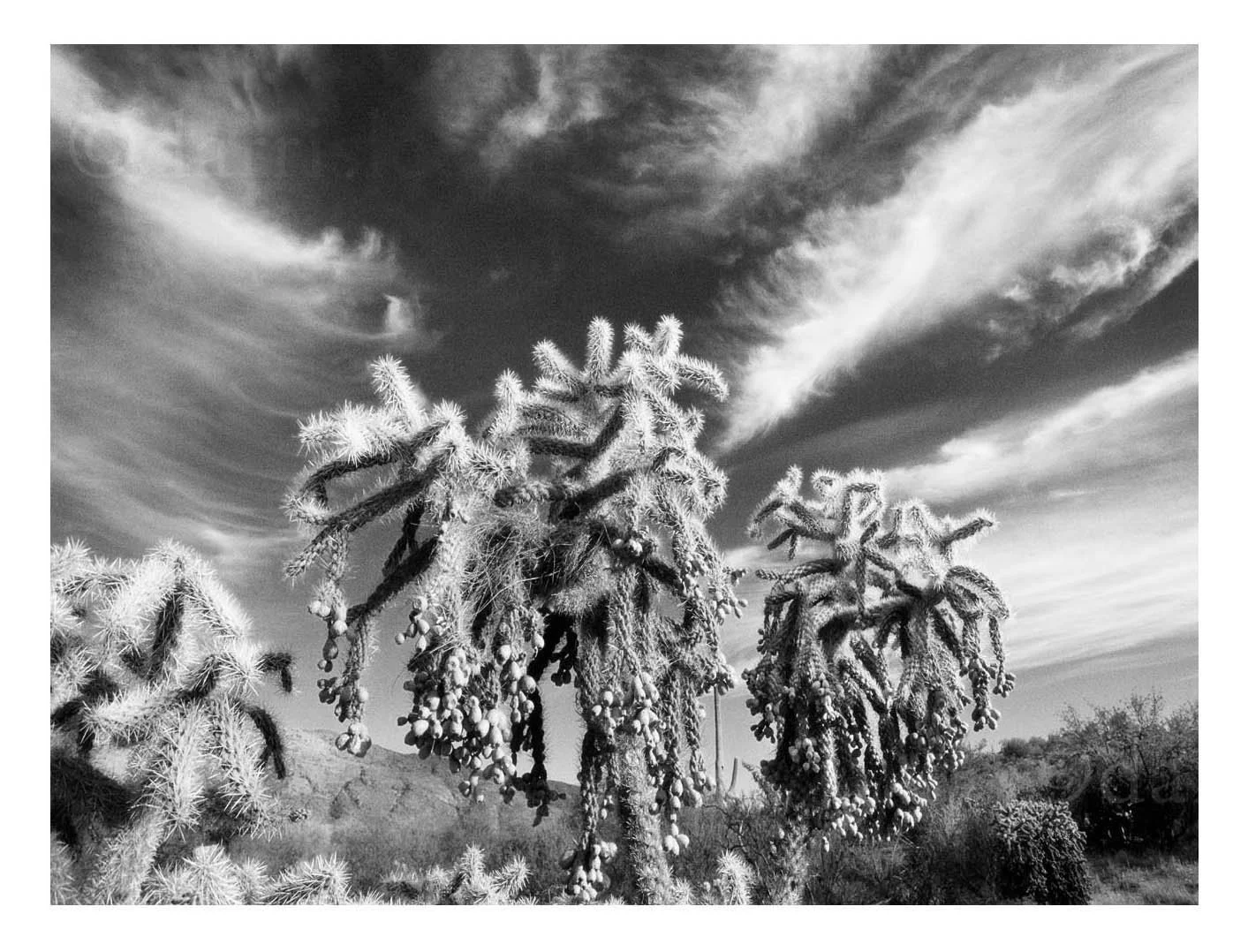 Cholla Cactus