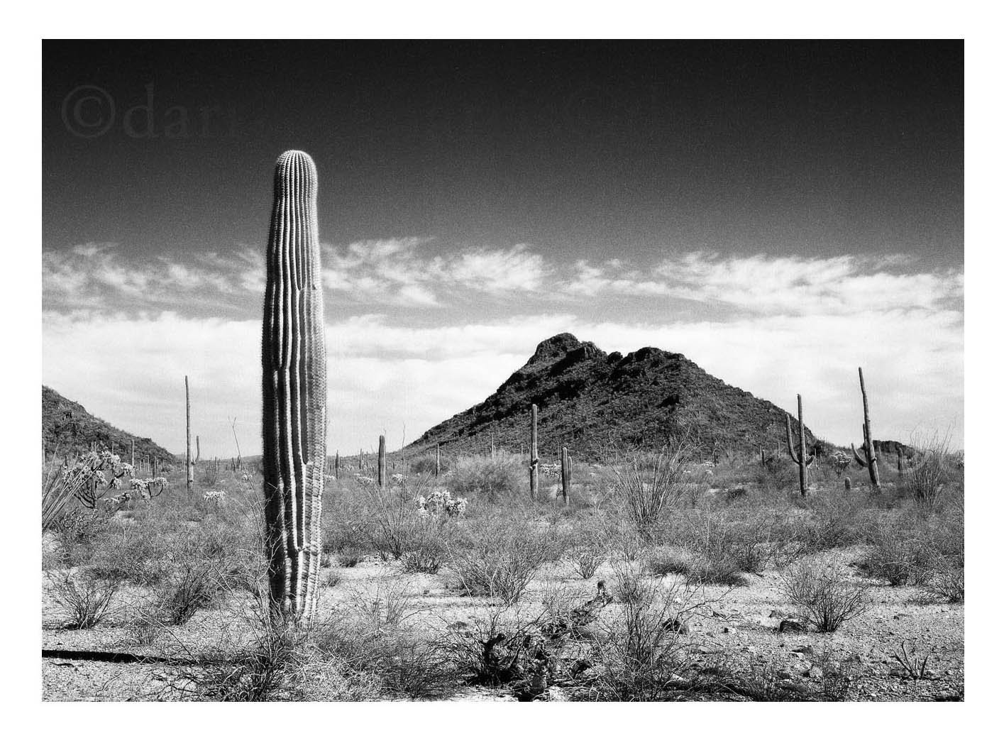 Cactus Mountain View