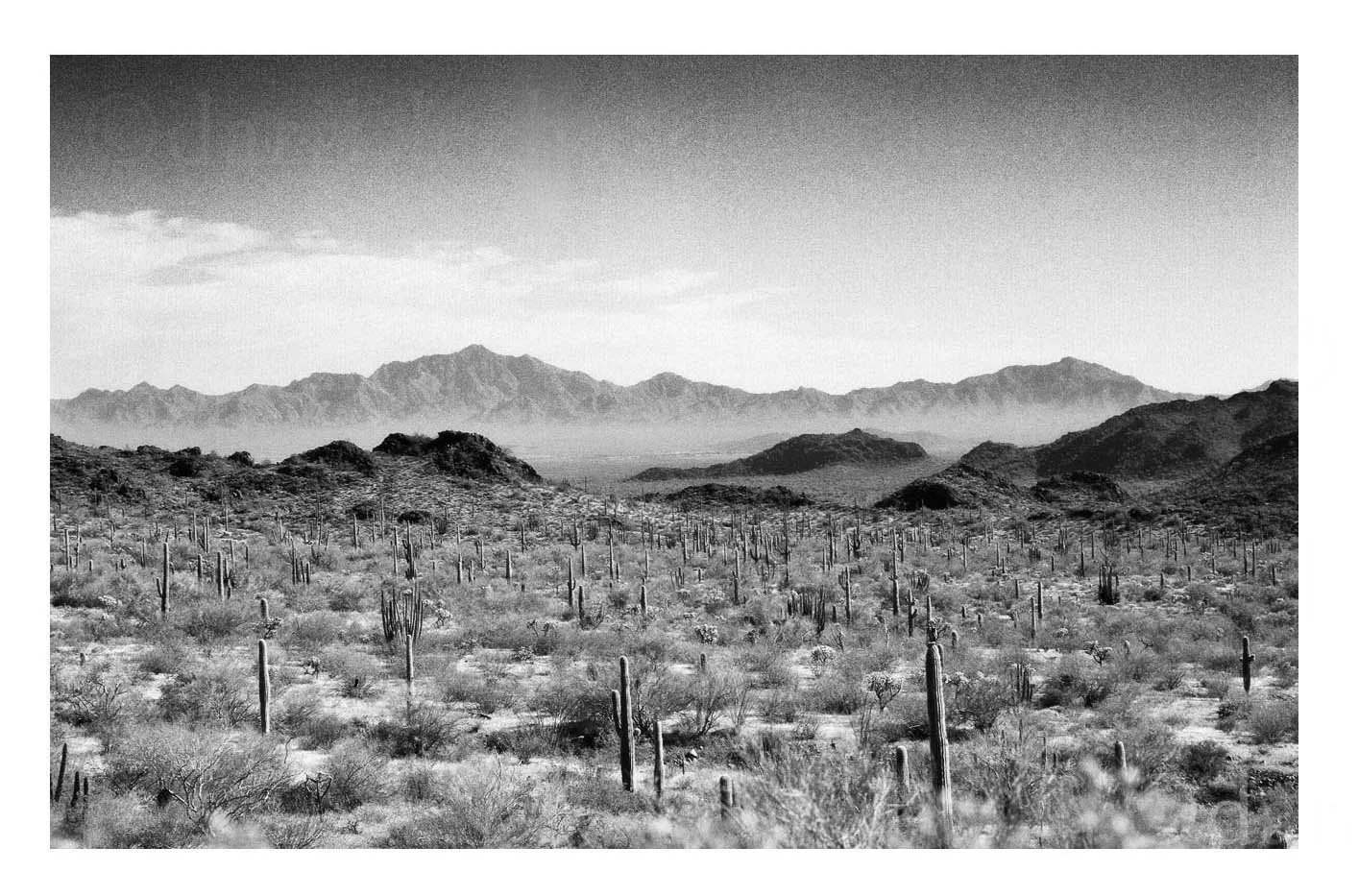 Cactus Valley