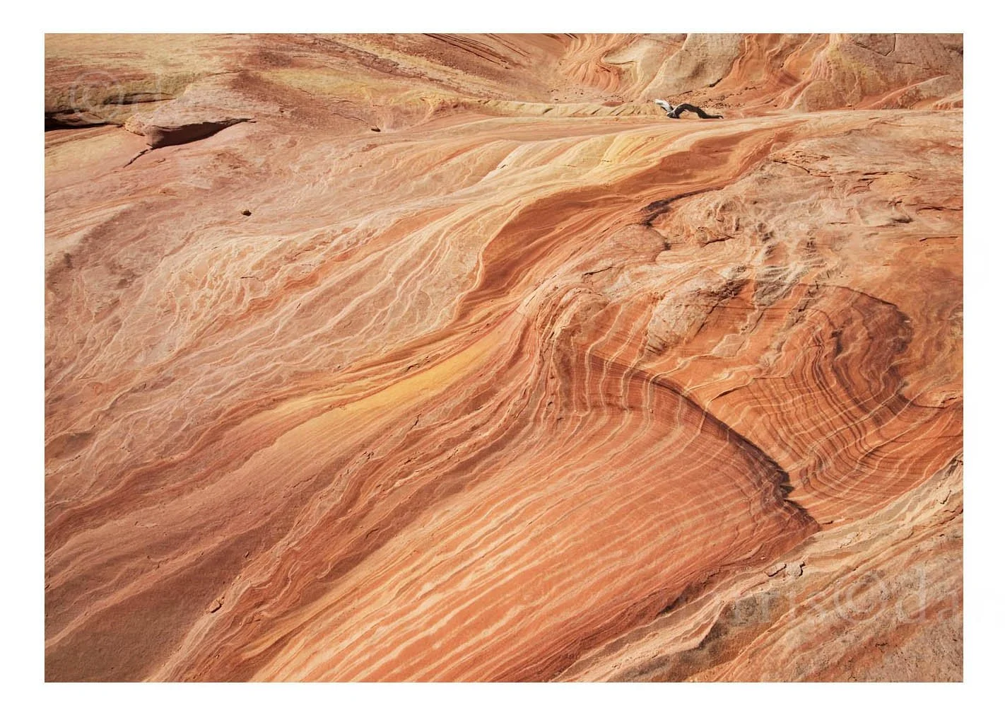 Rock Detail