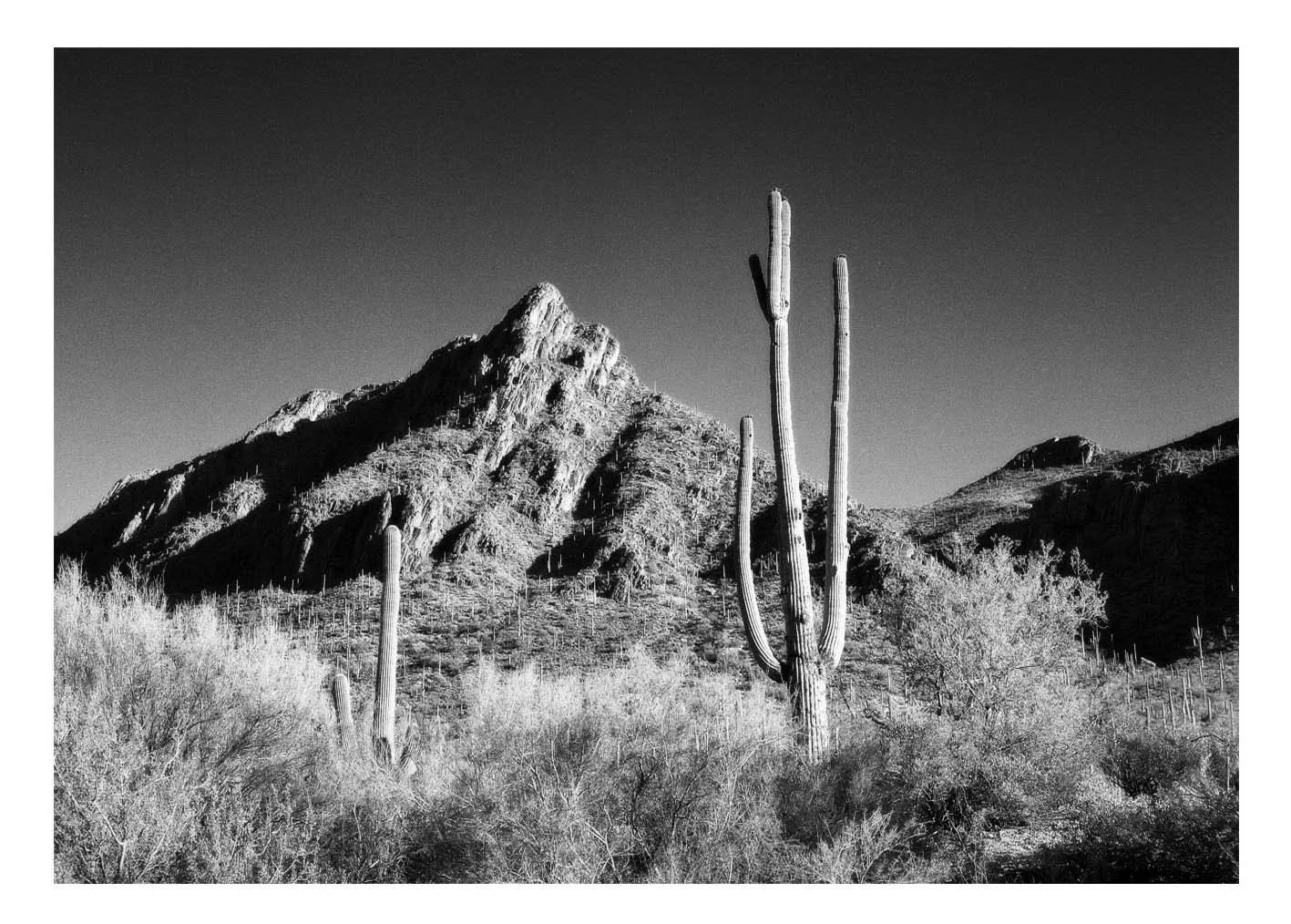 Mountain with Saguaro