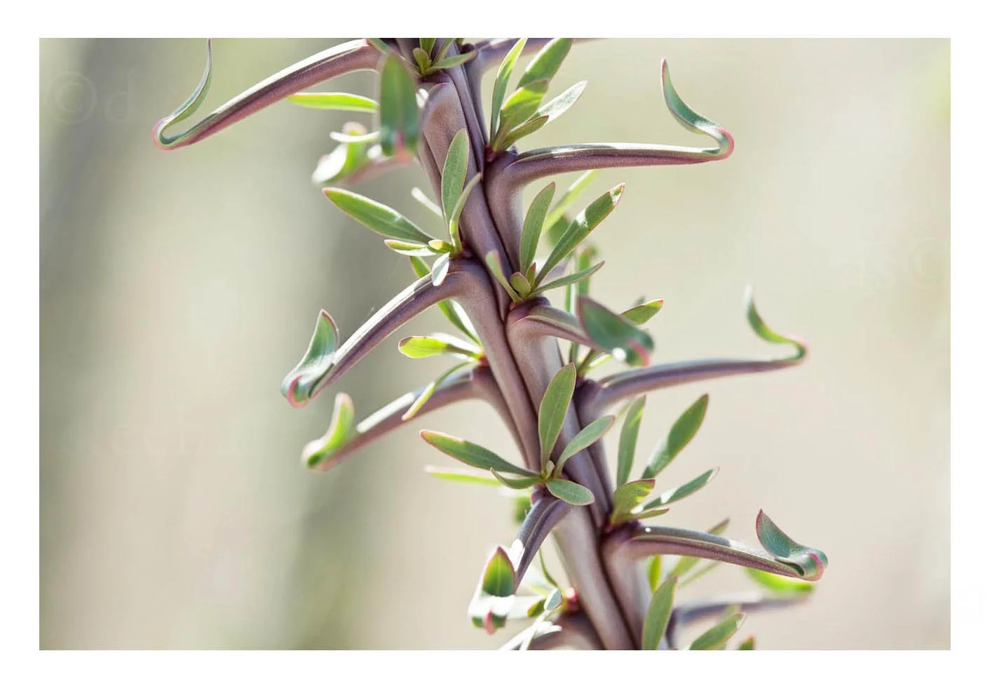 Ocotillo Plant