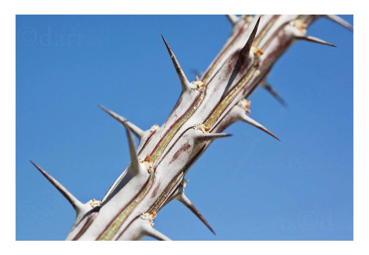 Ocotillo Plant