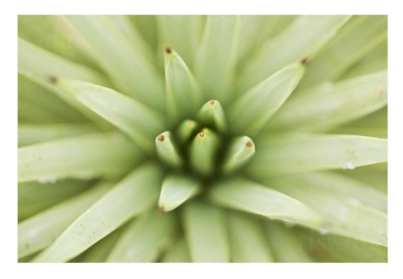 Agave Plant