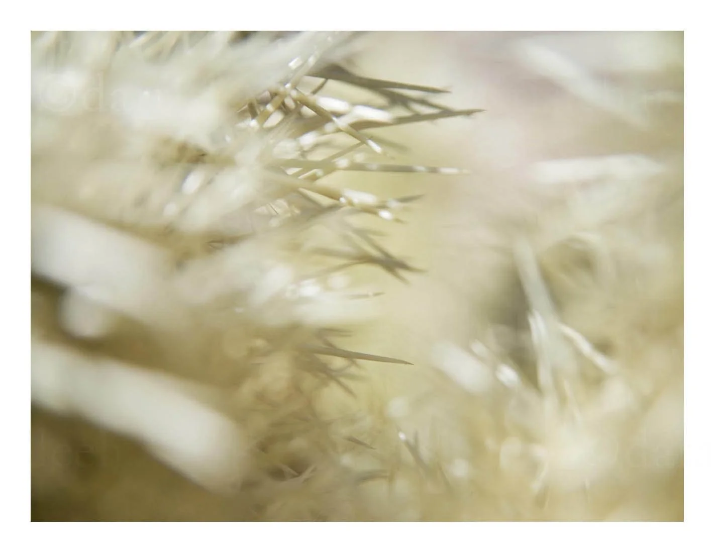 Cactus Detail
