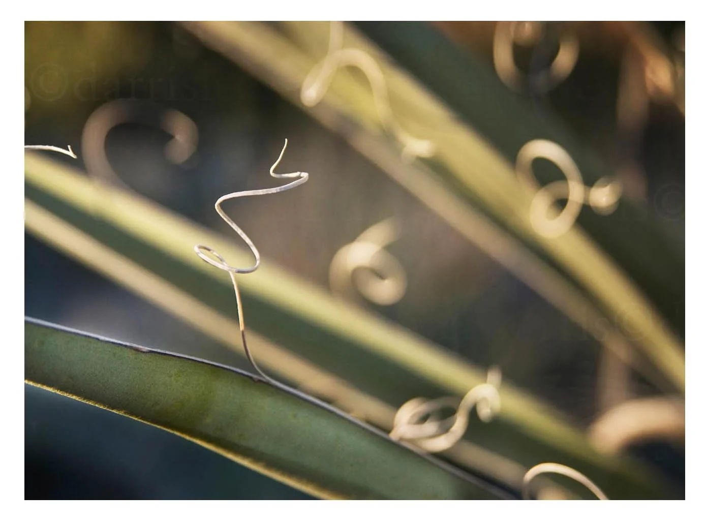 Agave Plant