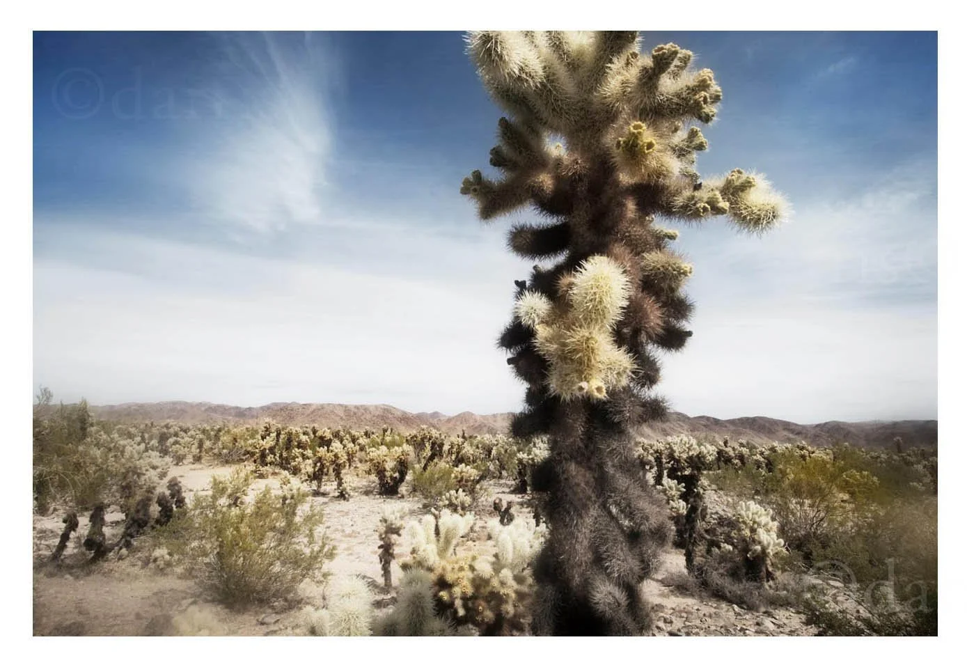 Cholla Cactus Garden