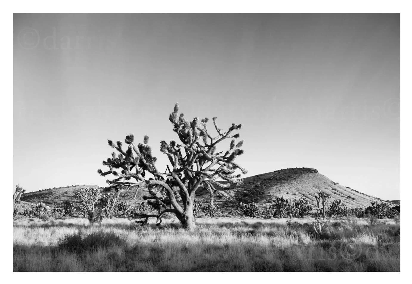 Joshua Trees