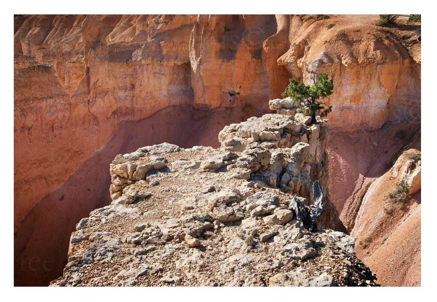 Rock Fin and Tree