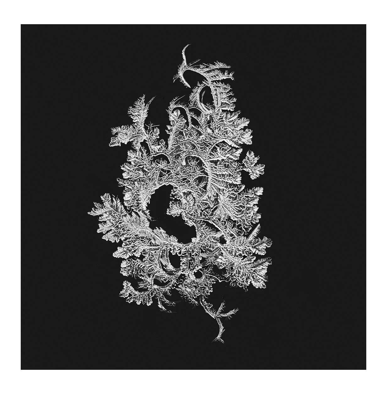 Snowflakes #03