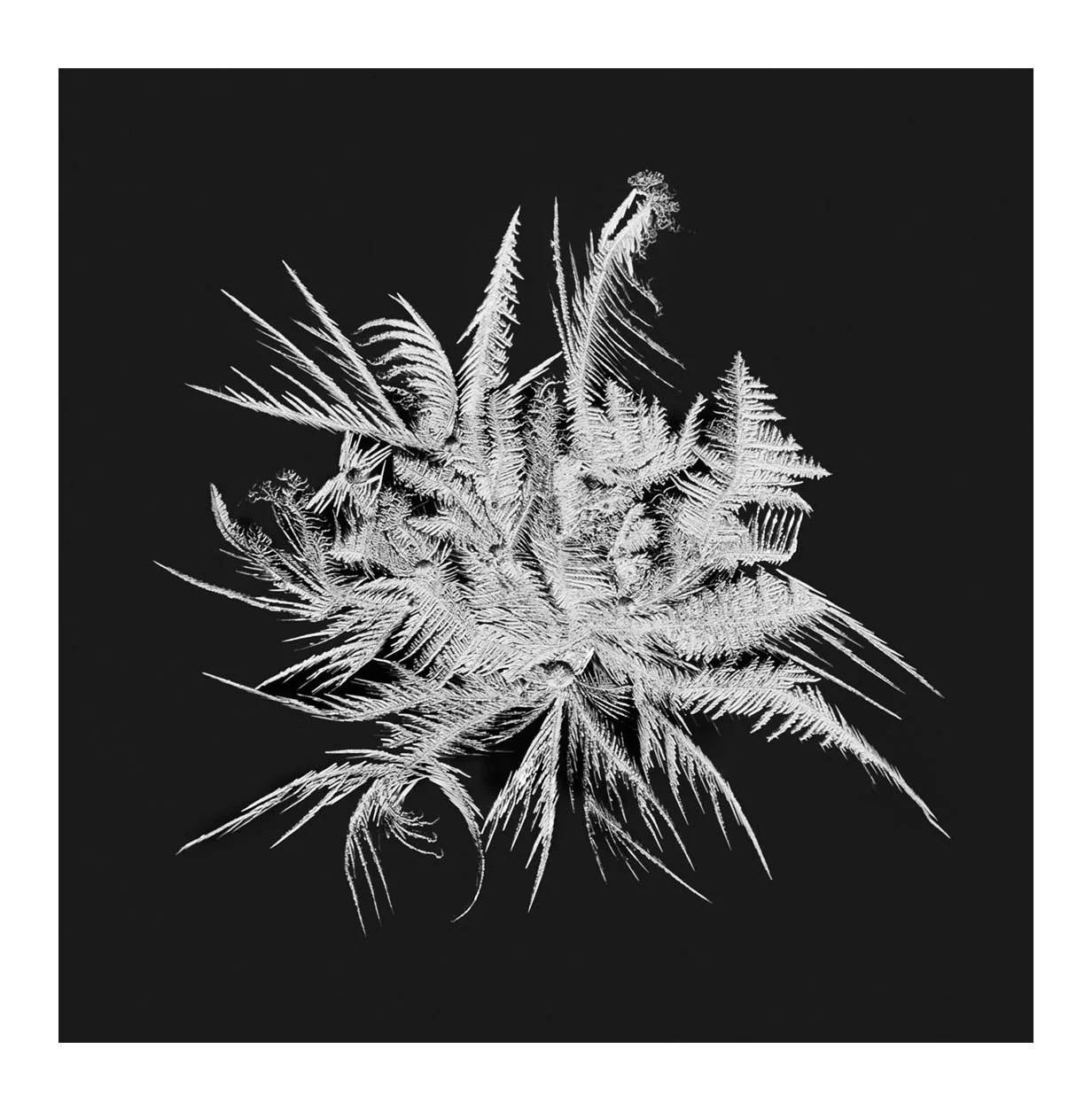 Snowflakes #13