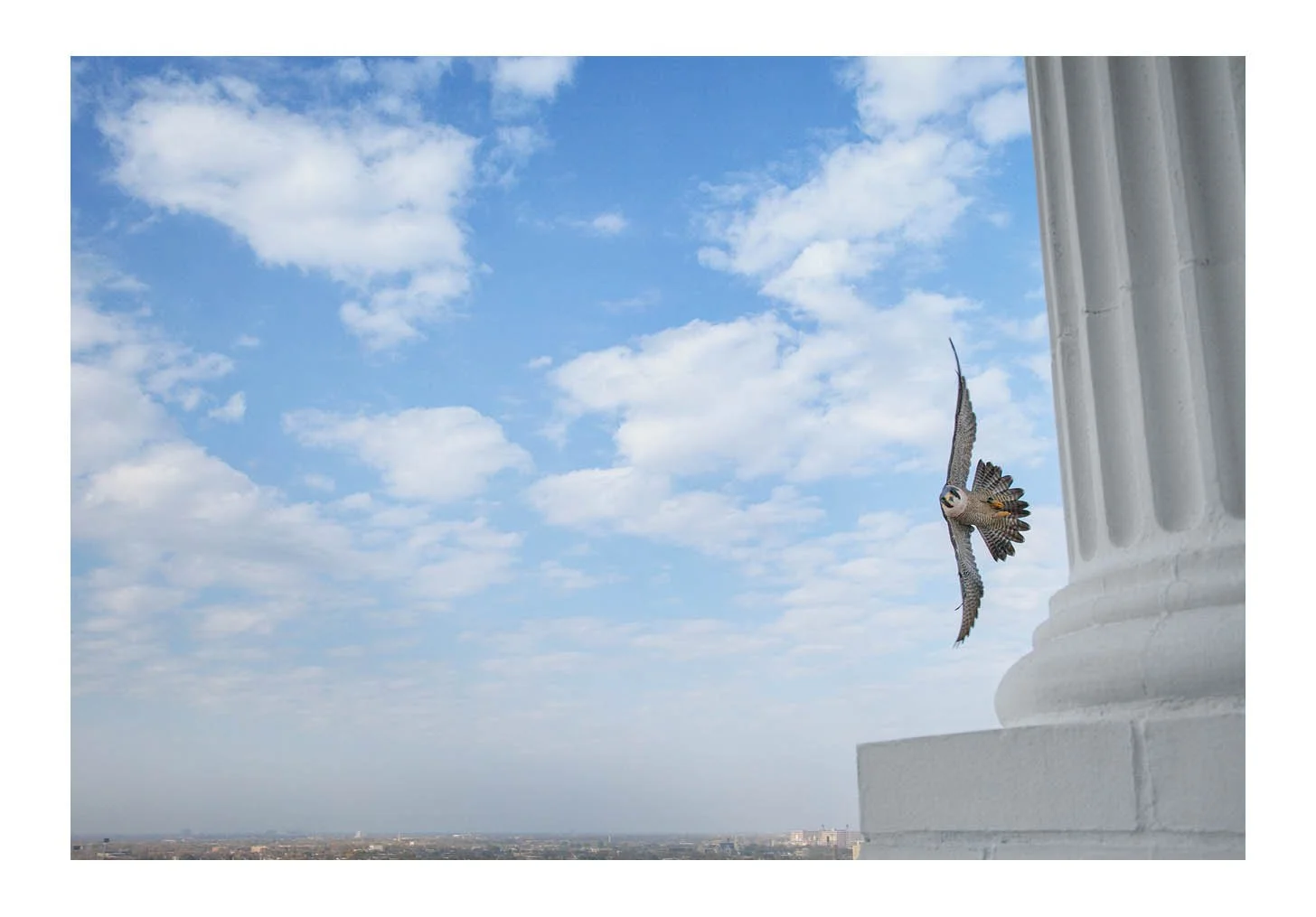 Sears/Nichols Tower Falcon