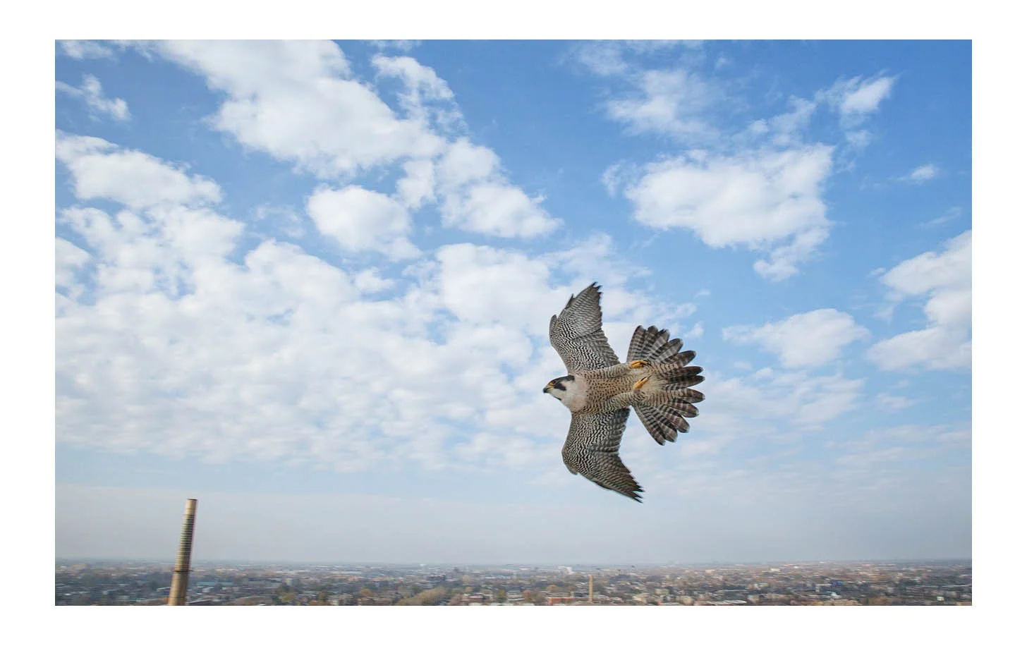Sears/Nichols Tower Falcon