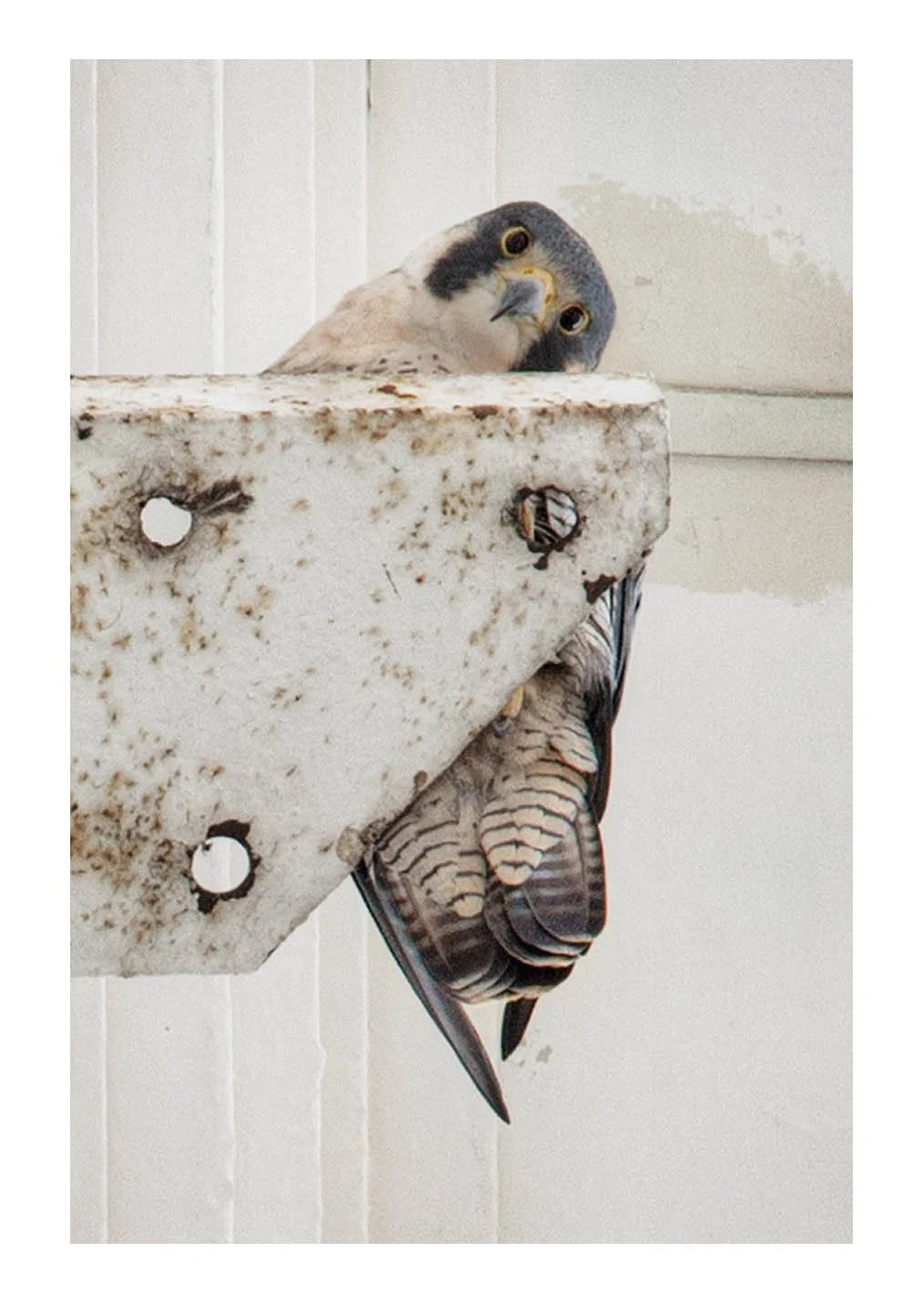 Sears/Nichols Tower Falcon