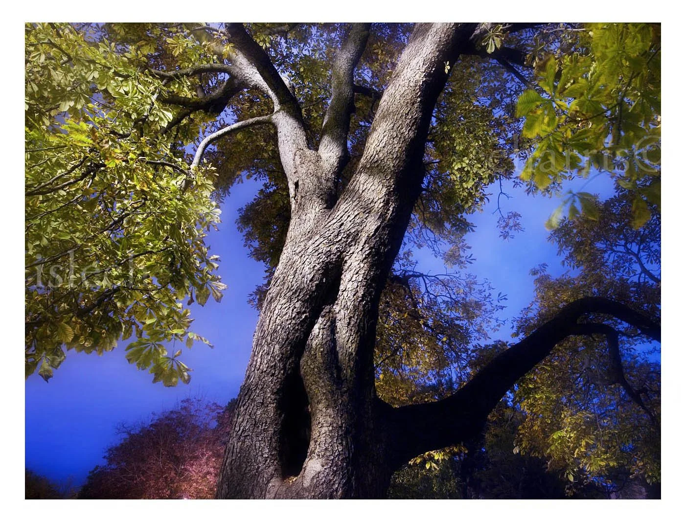 Tree of Persuasion