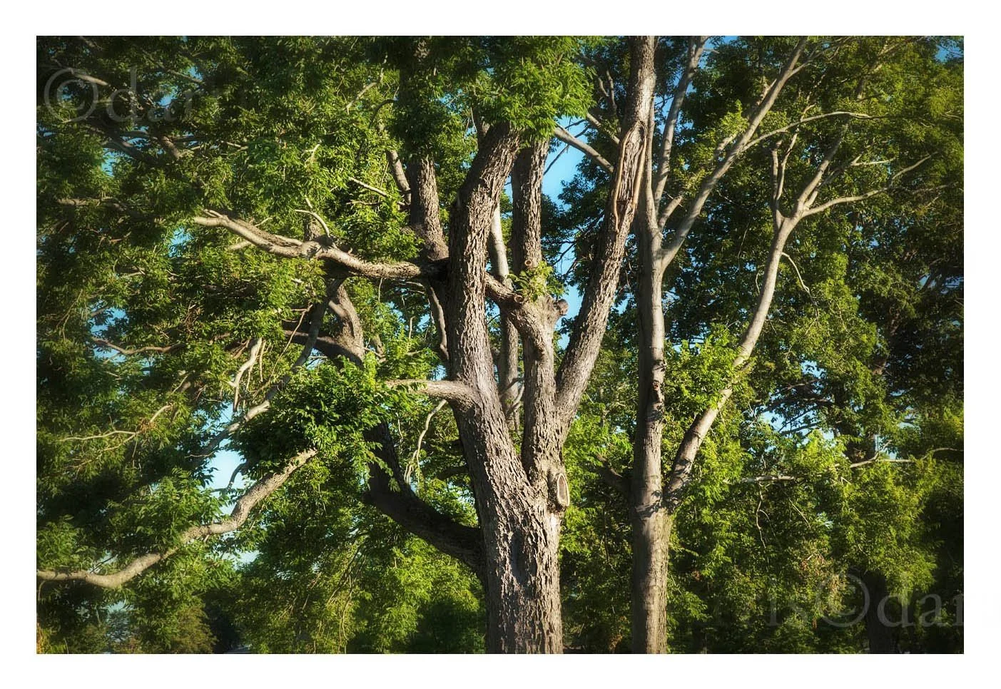 Locals Living Exotically