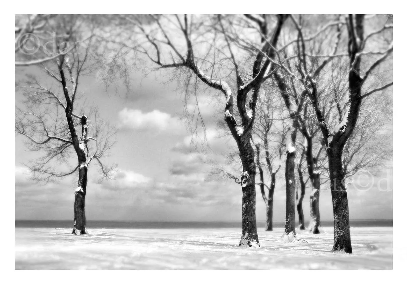 Tree in Exile