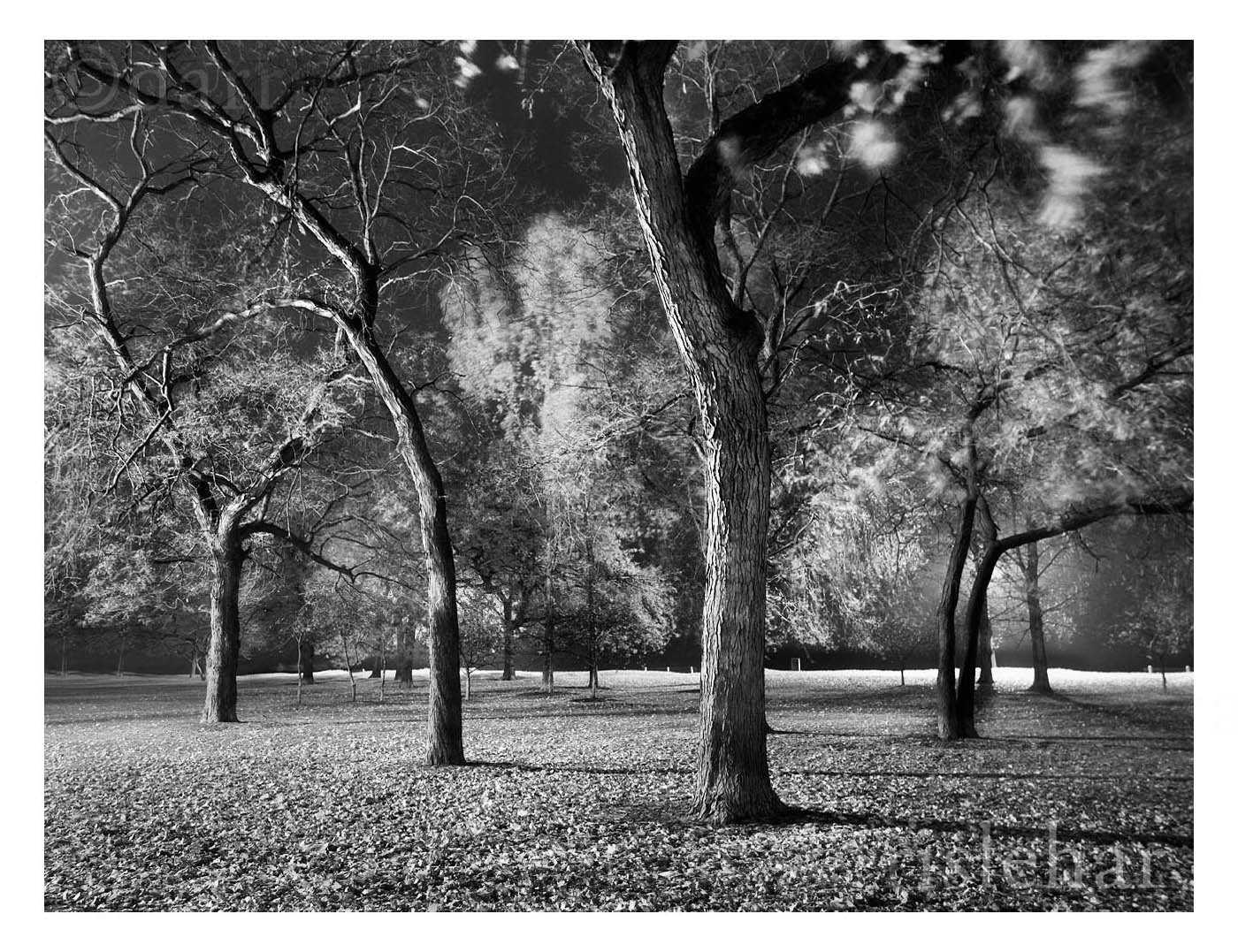 Trees Who Loiter