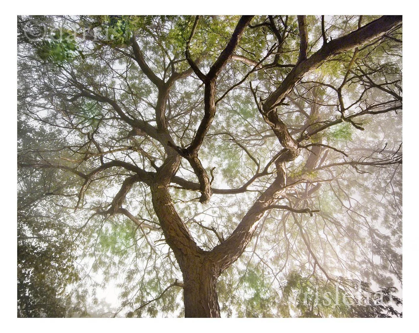 Tree in the Background