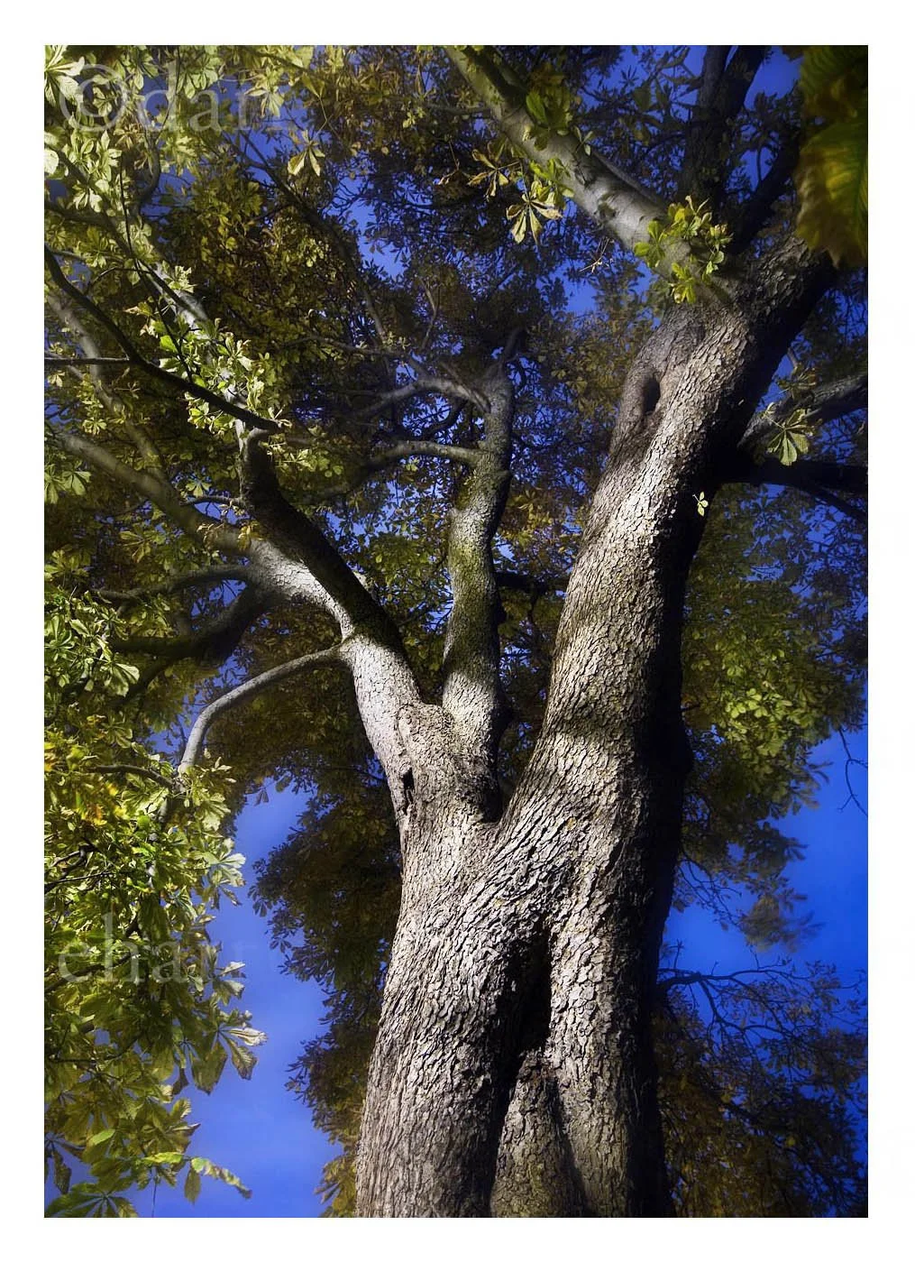 Tree in a Moment