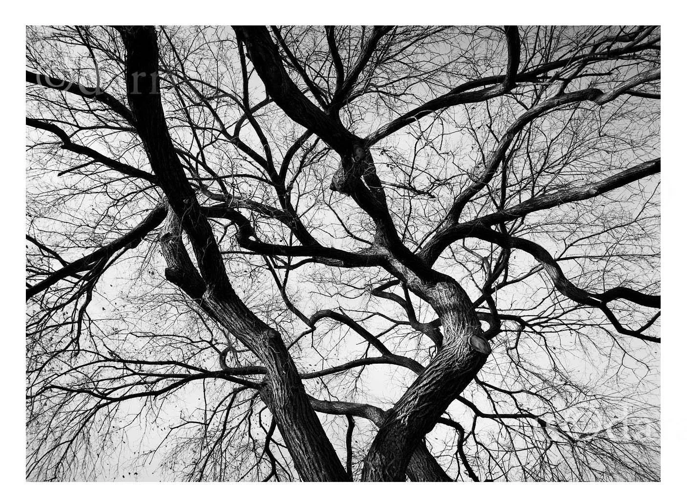 Classically Trained Tree