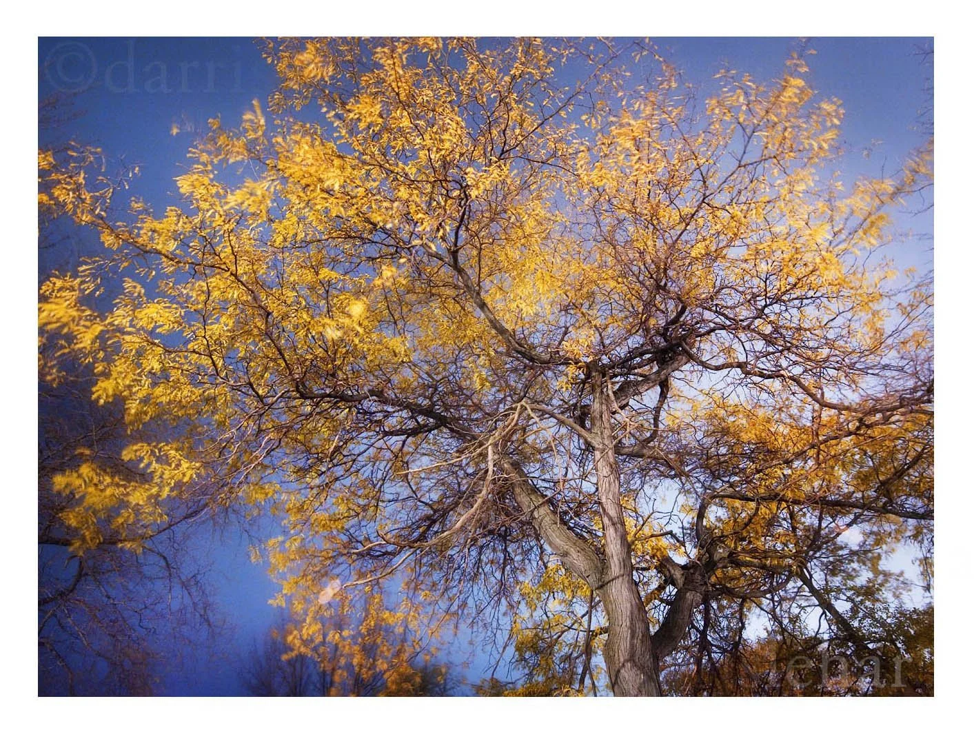 Tree with Hypertension