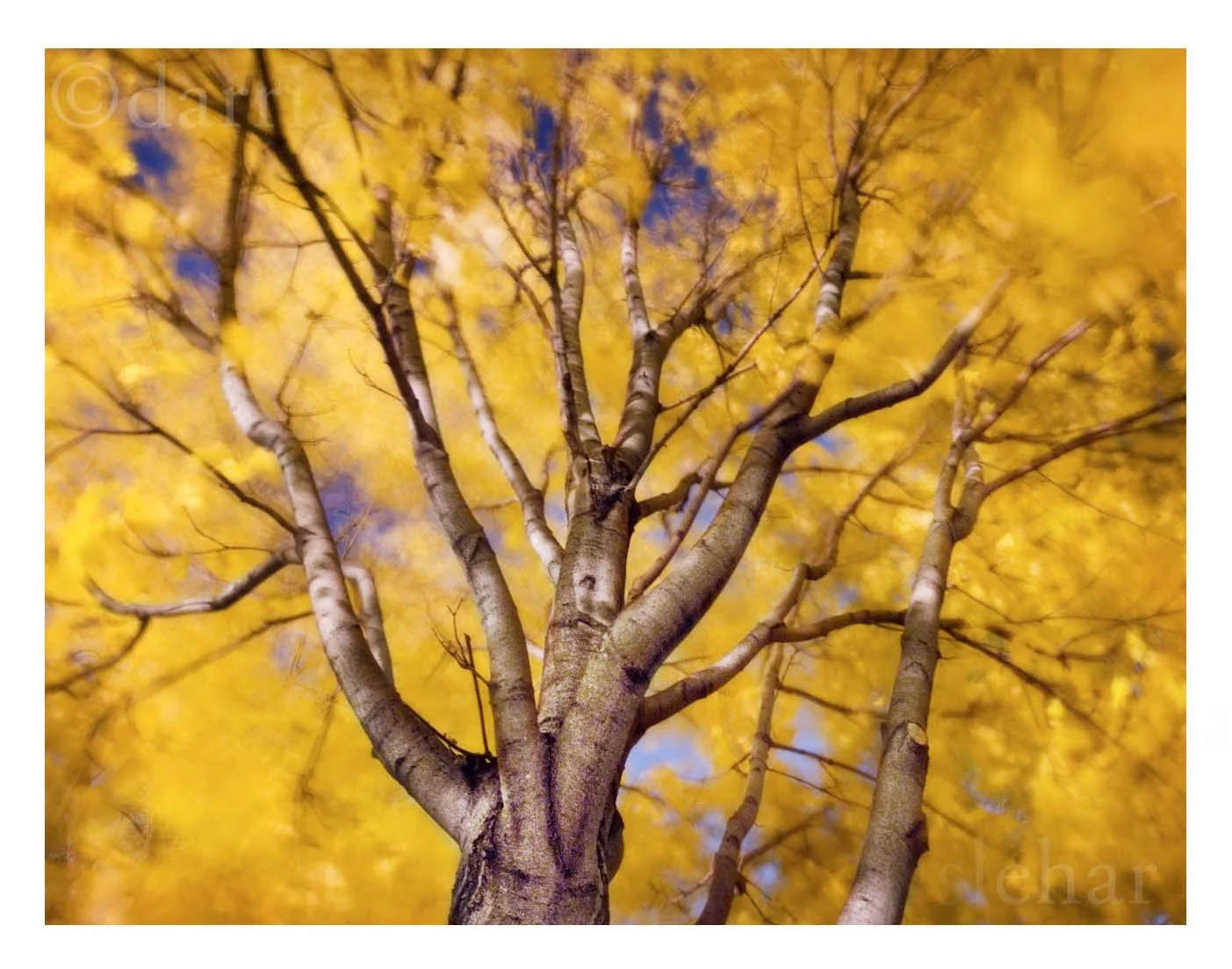 Drama Tree