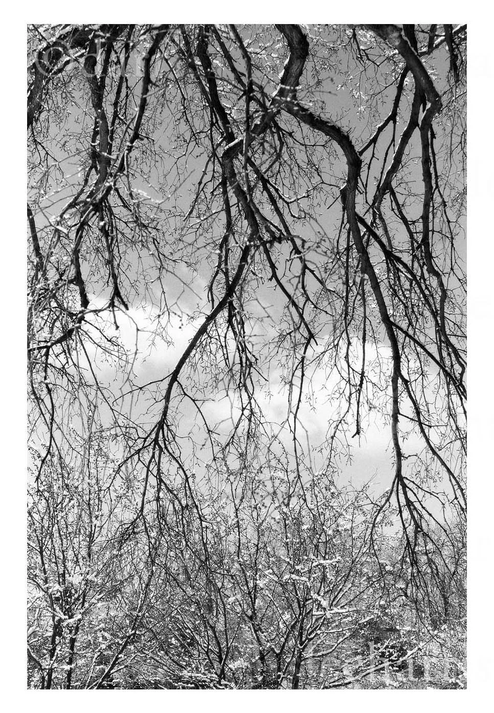 Tree Veil