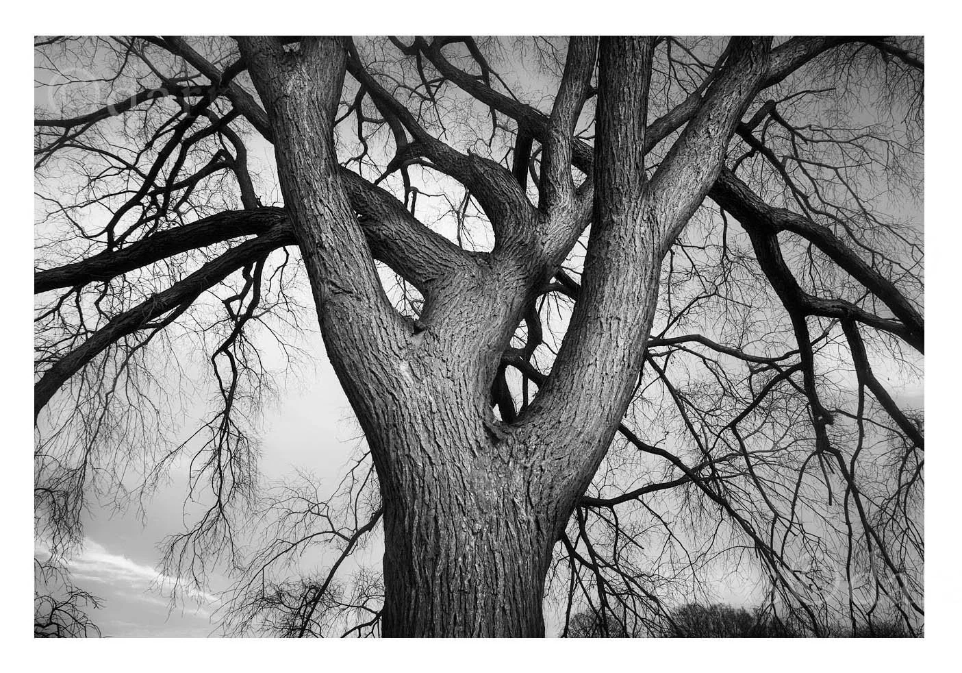 Warrior Tree