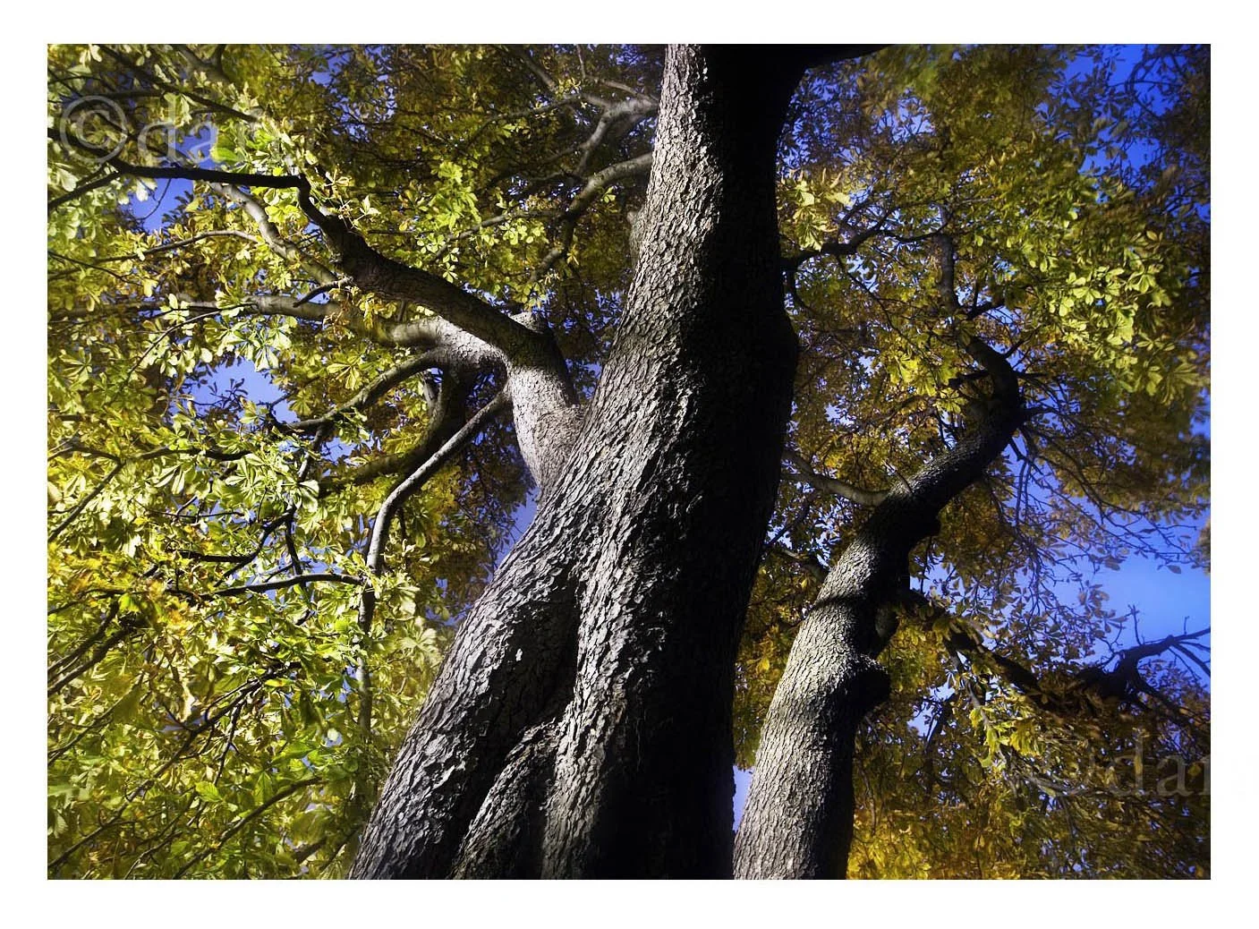 Trees as They Seem