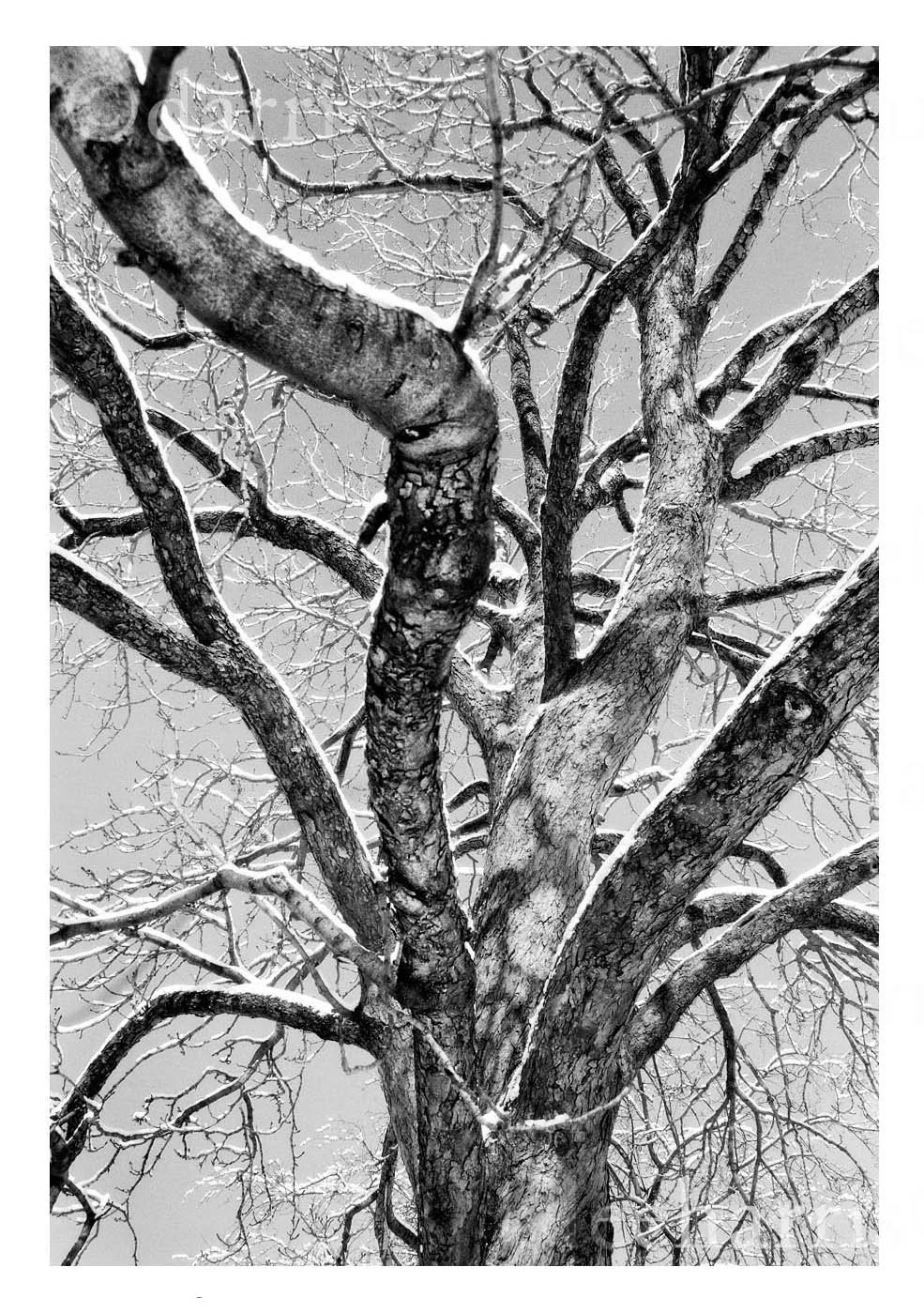 Tree Exhibiting Pride