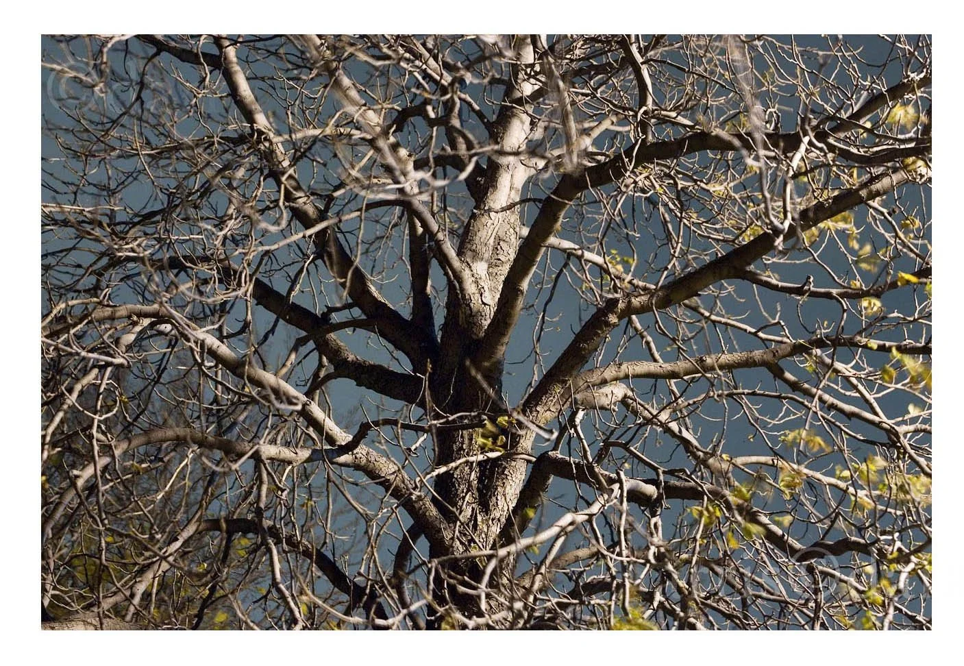 Tree Afraid to Trust