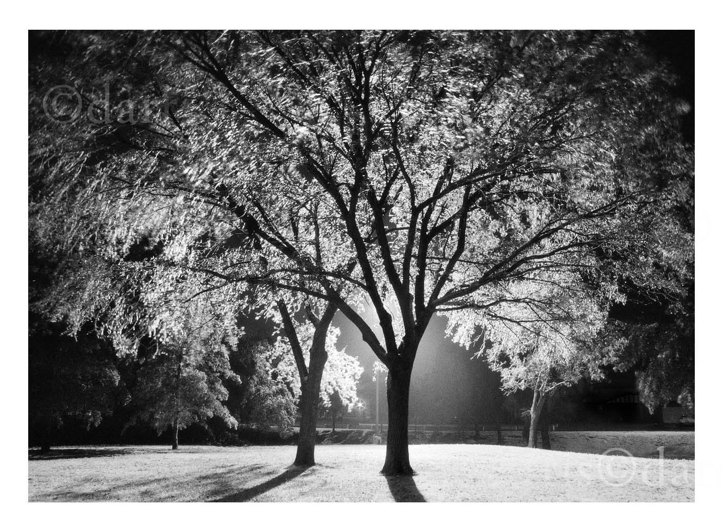 Trees Providing Answers