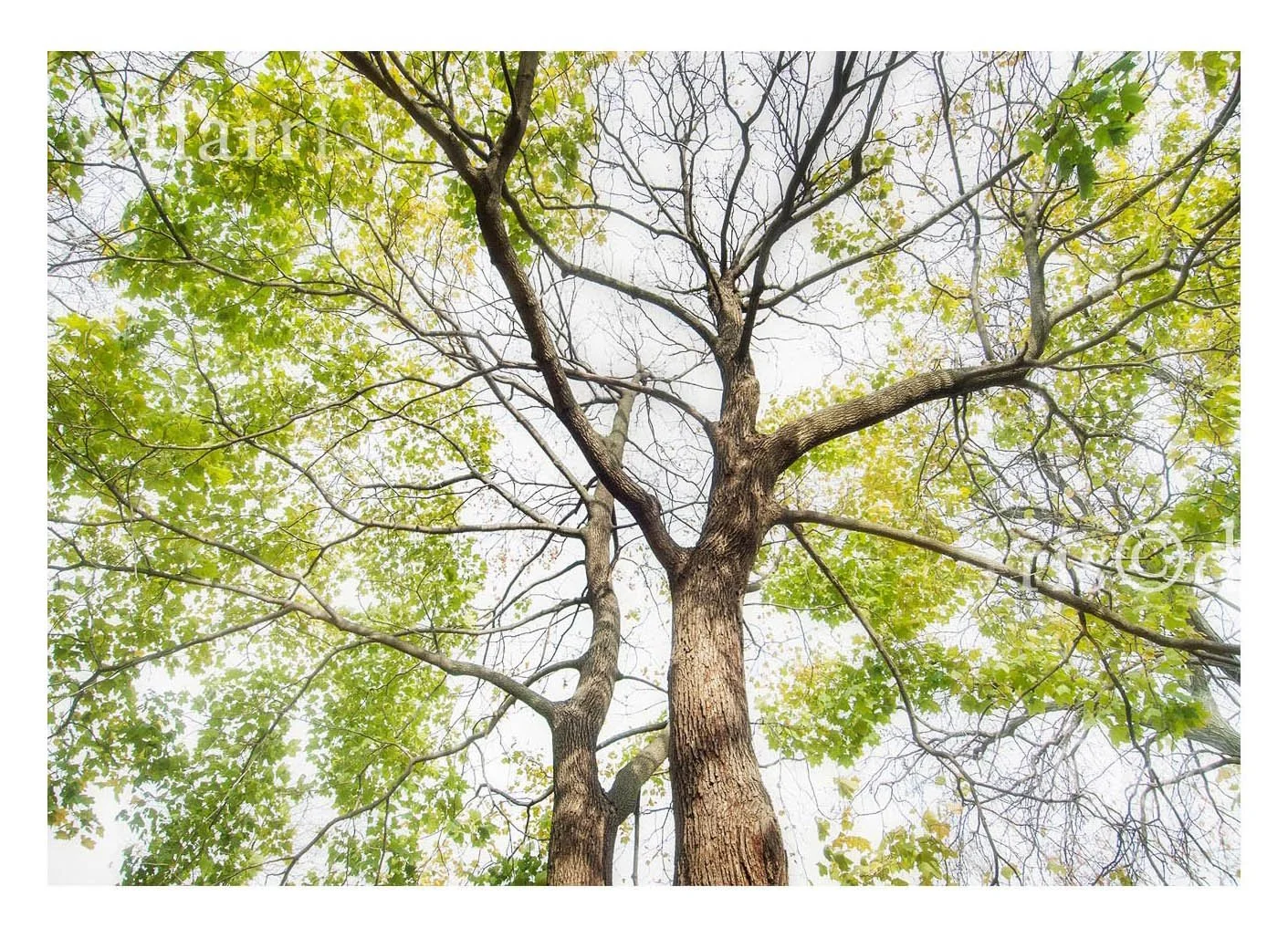 Trees During Rehearsal