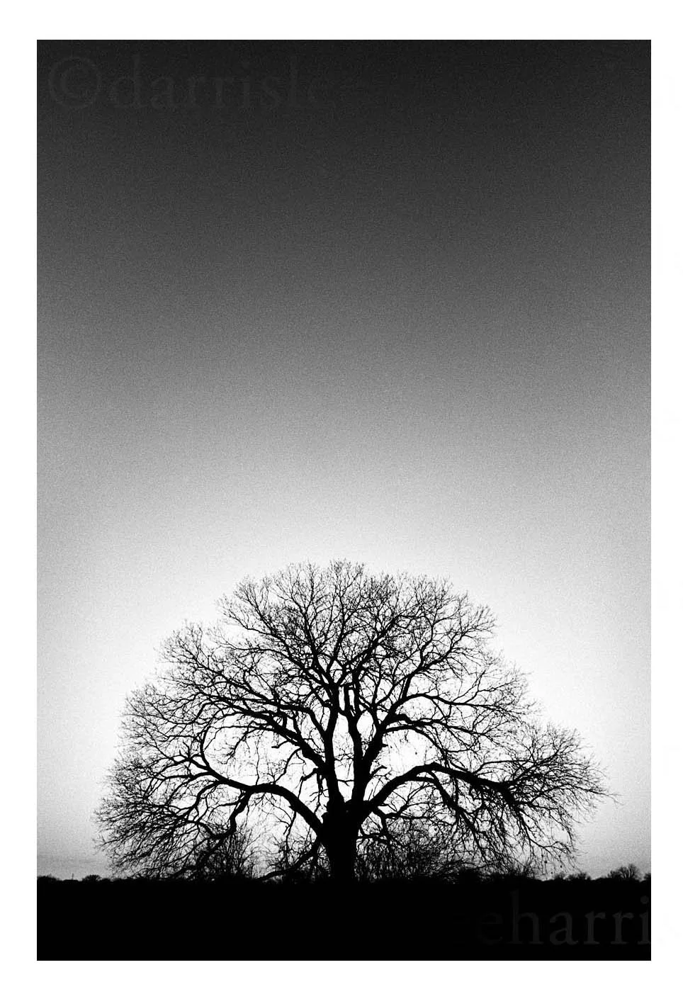 Archetypal Tree