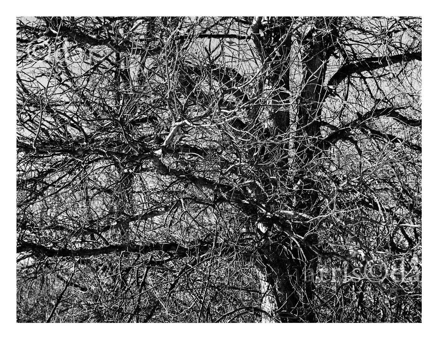 Tree in a State of Unrest