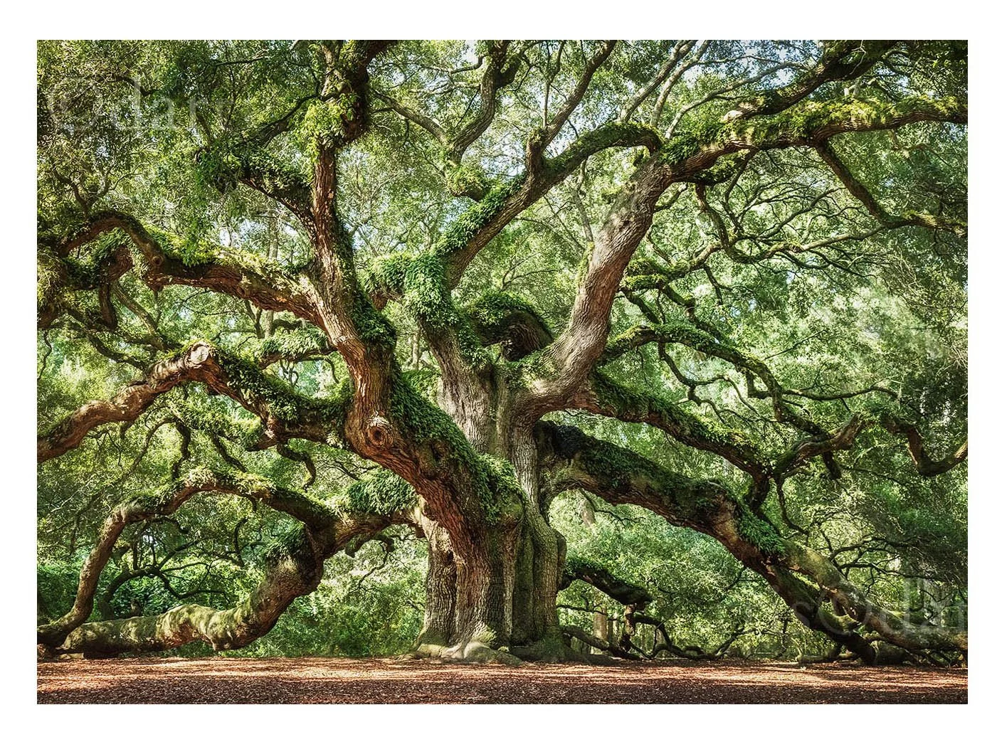 Angel Oak
