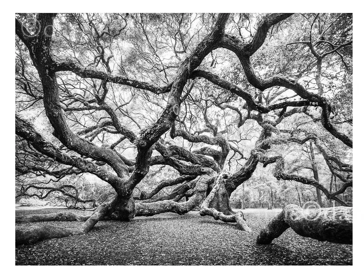 Angel Oak