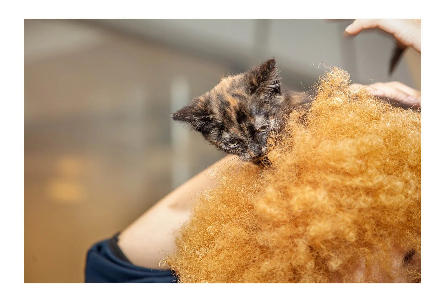 Empty The Shelters Event