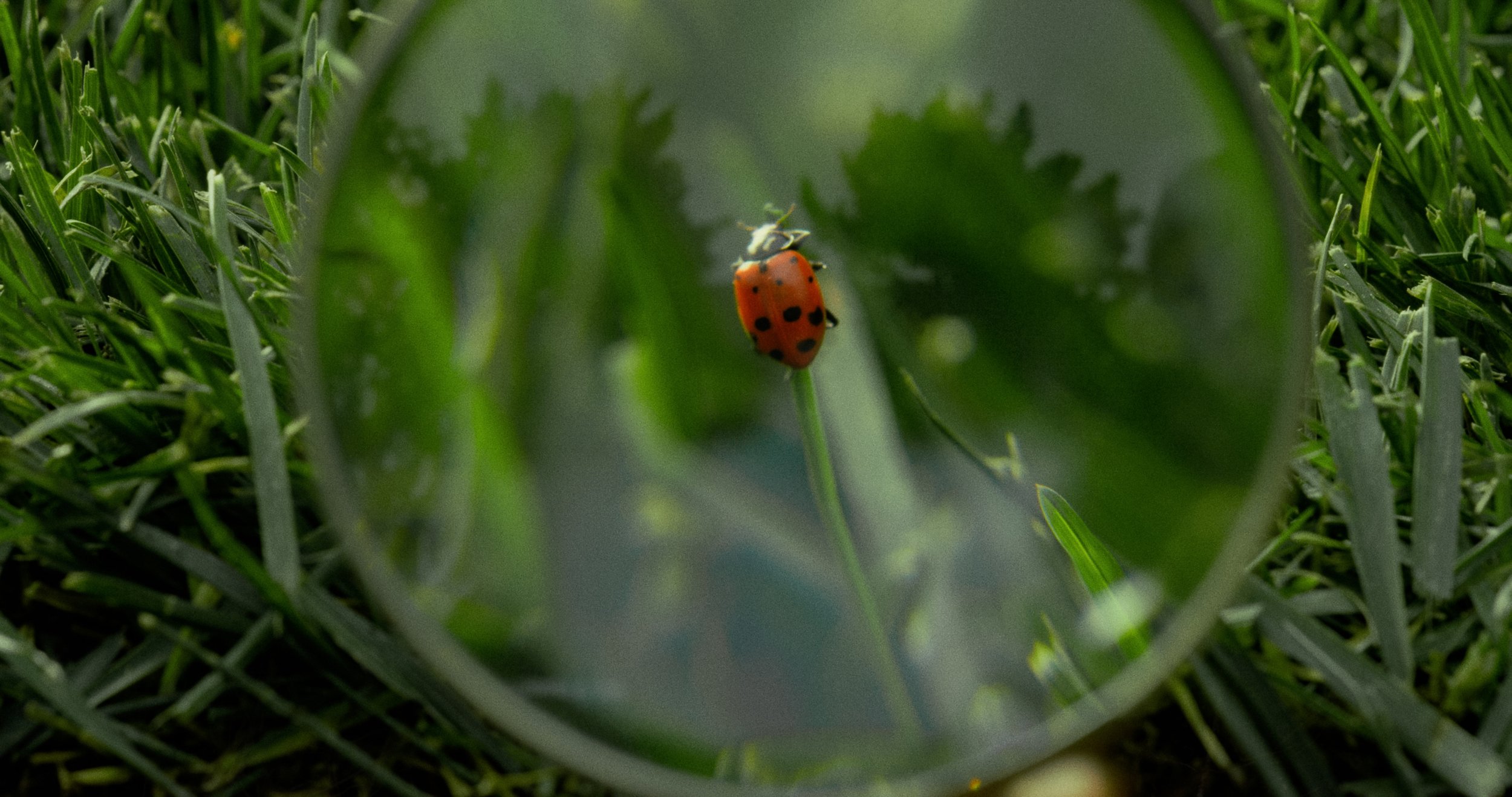 Rachio_GreenGrass_Stills_04.jpg