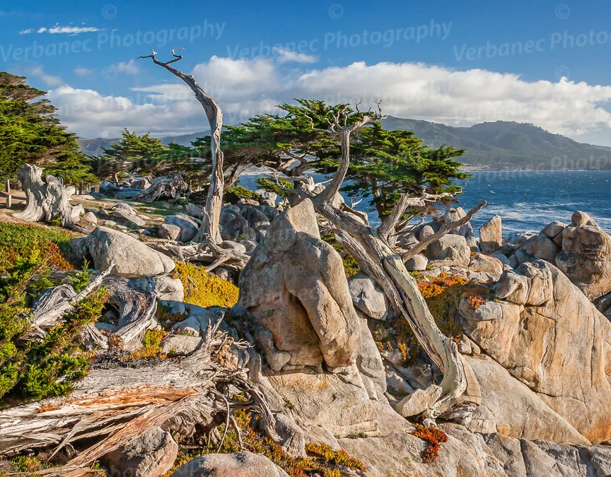 Pescadero Point to Point Lobos