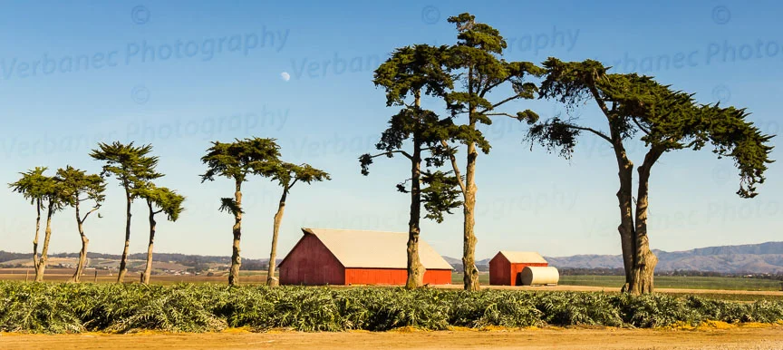 Cypress Among the Artichokes
