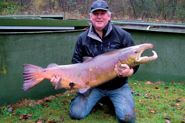 22 kilos stamfisk til vårt klekkeri, oktober 2014